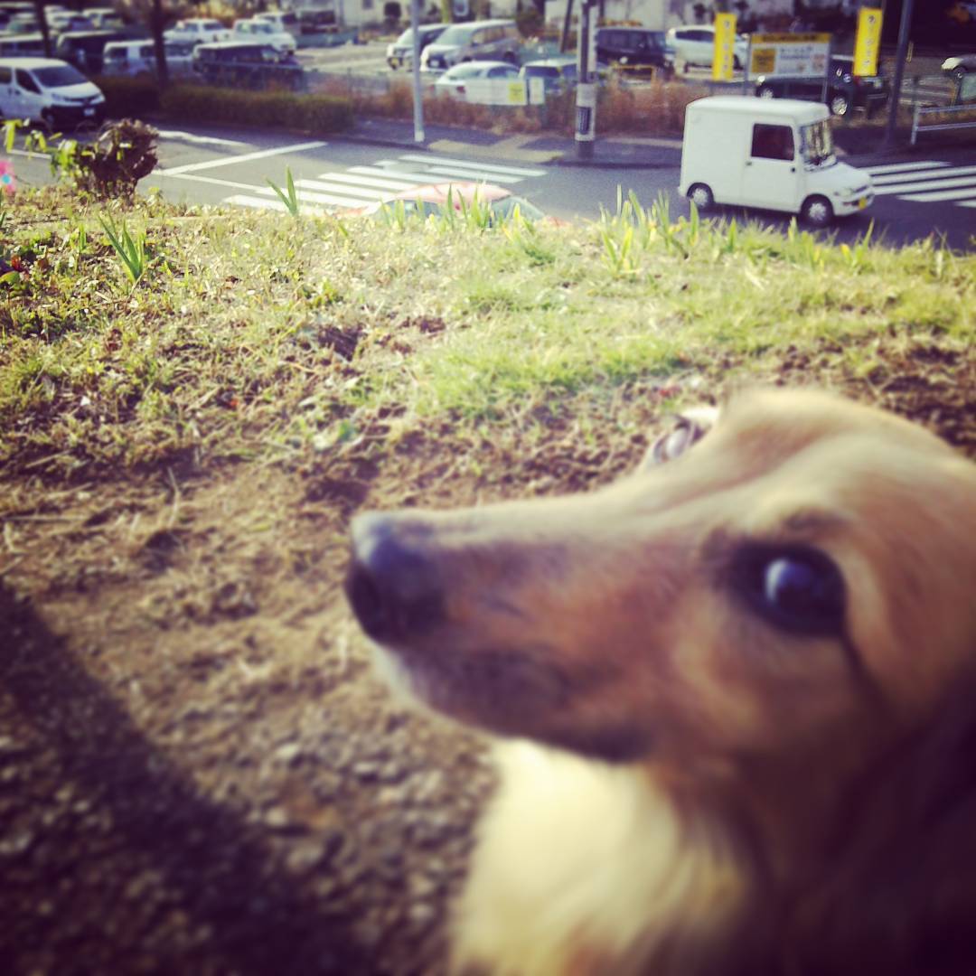 犬と買い物
