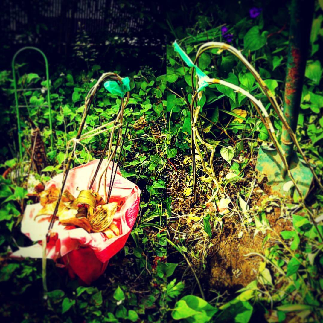 胡蝶蘭植え替え