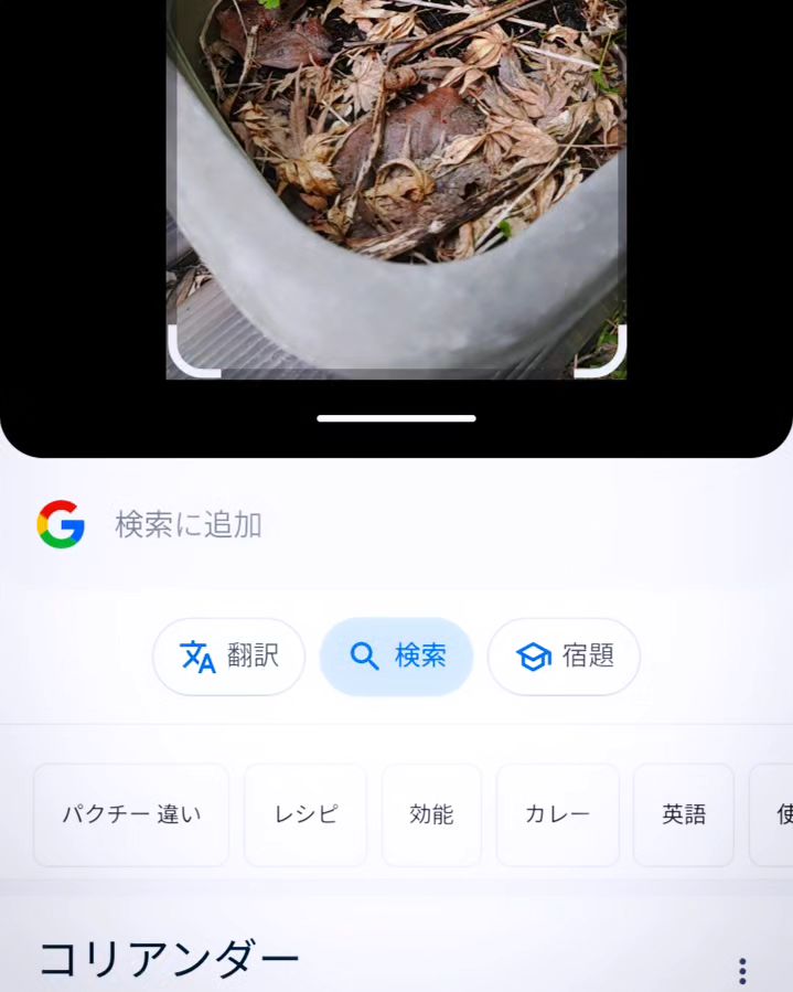 リターン・ザ・パクチー