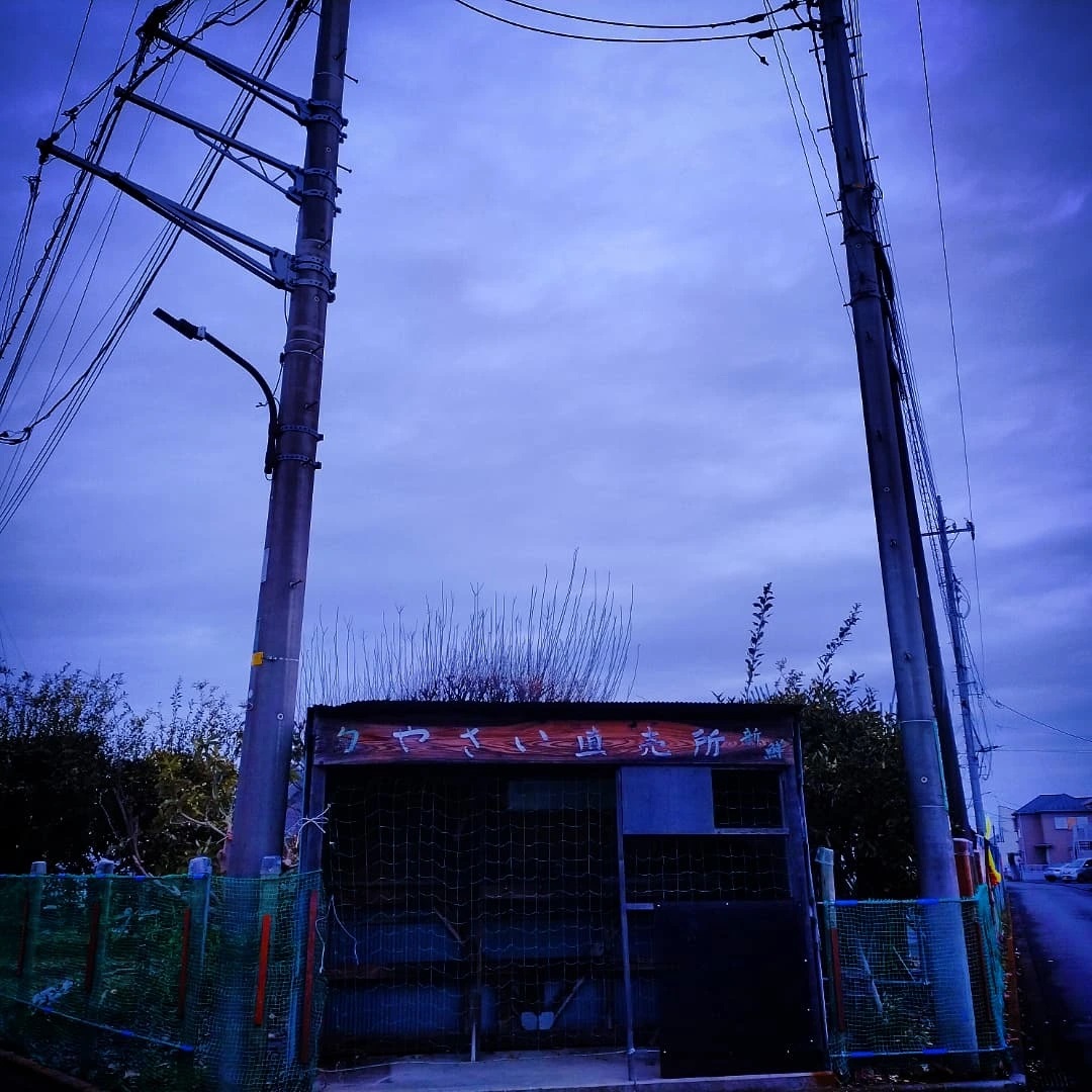最近の早朝散歩写真