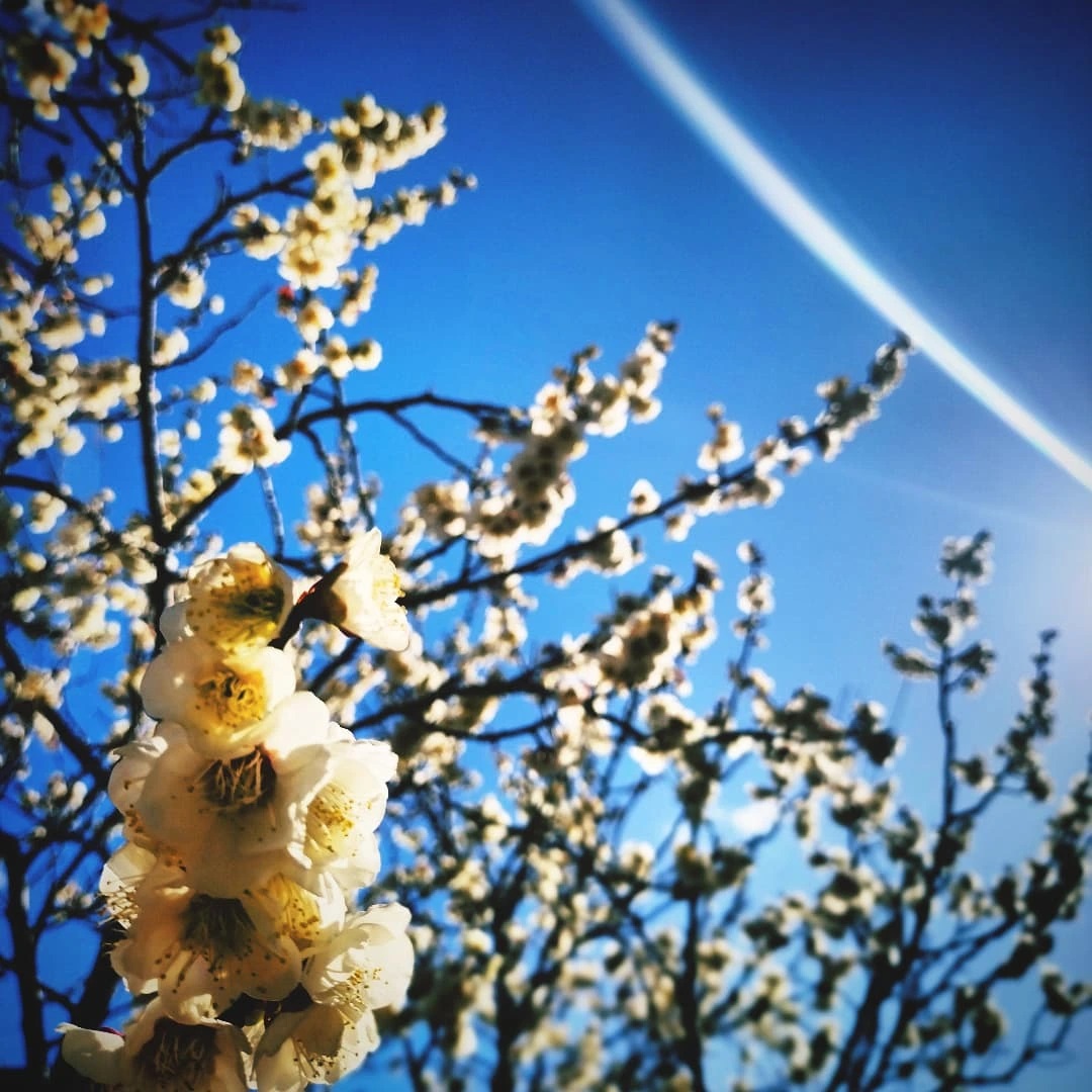 2月末の散歩写真